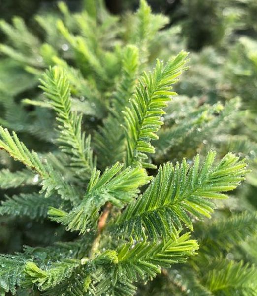 Taxodium distichum 'Peve Minaret'